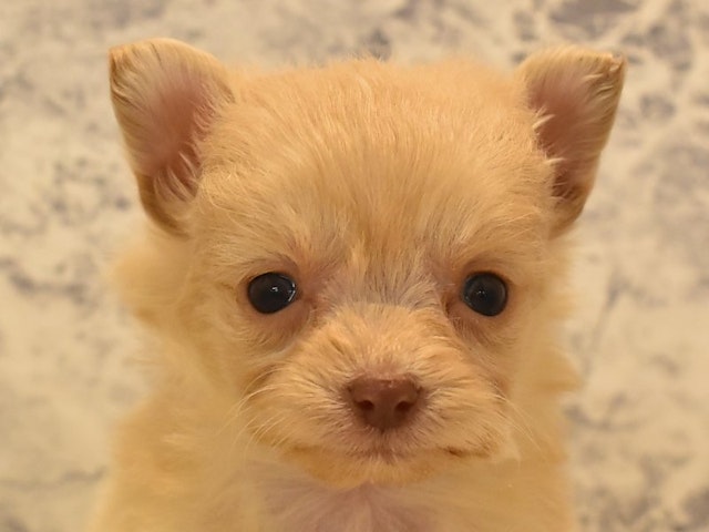 群馬県のハーフ犬 (ペッツワン伊勢崎店/2023年11月30日生まれ/男の子/クリーム)の子犬